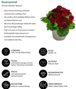 Dehner Beet- & Balkonpflanzen-Set er Frühling, 6-teilig Rot Clearance