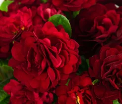 Dehner Beet- & Balkonpflanzen-Set er Frühling, 6-teilig Rot Clearance