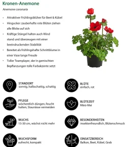 Dehner Beet- & Balkonpflanzen-Set er Frühling, 6-teilig Rot Clearance