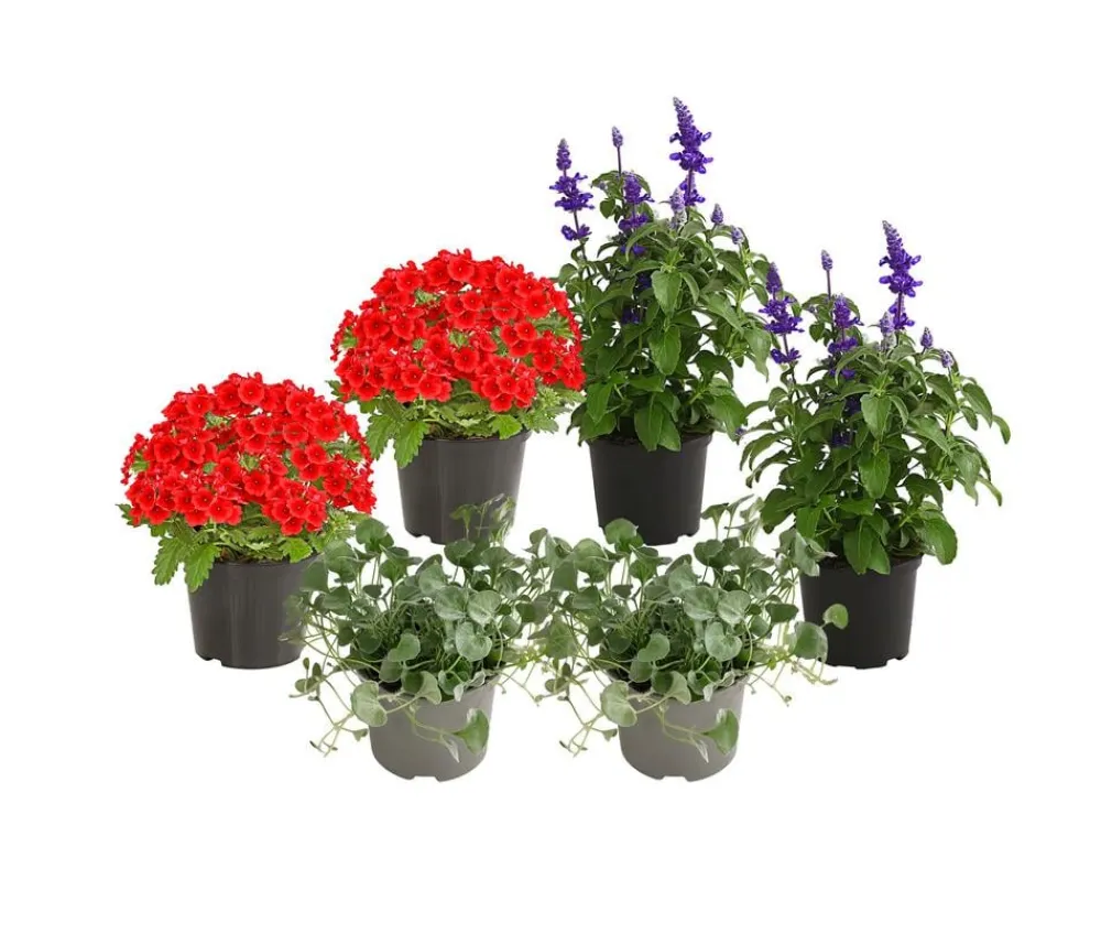 Dehner Beet- & Balkonpflanzen-Set Salvia, 6-teilig Hot