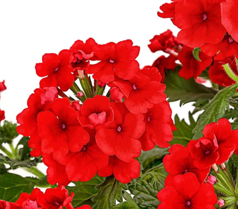 Dehner Beet- & Balkonpflanzen-Set Salvia, 6-teilig Hot