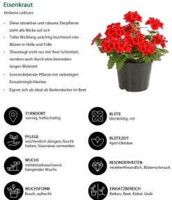 Dehner Beet- & Balkonpflanzen-Set Salvia, 6-teilig Hot