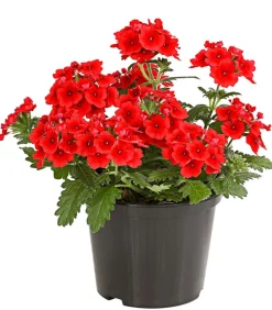 Dehner Beet- & Balkonpflanzen-Set Salvia, 6-teilig Hot