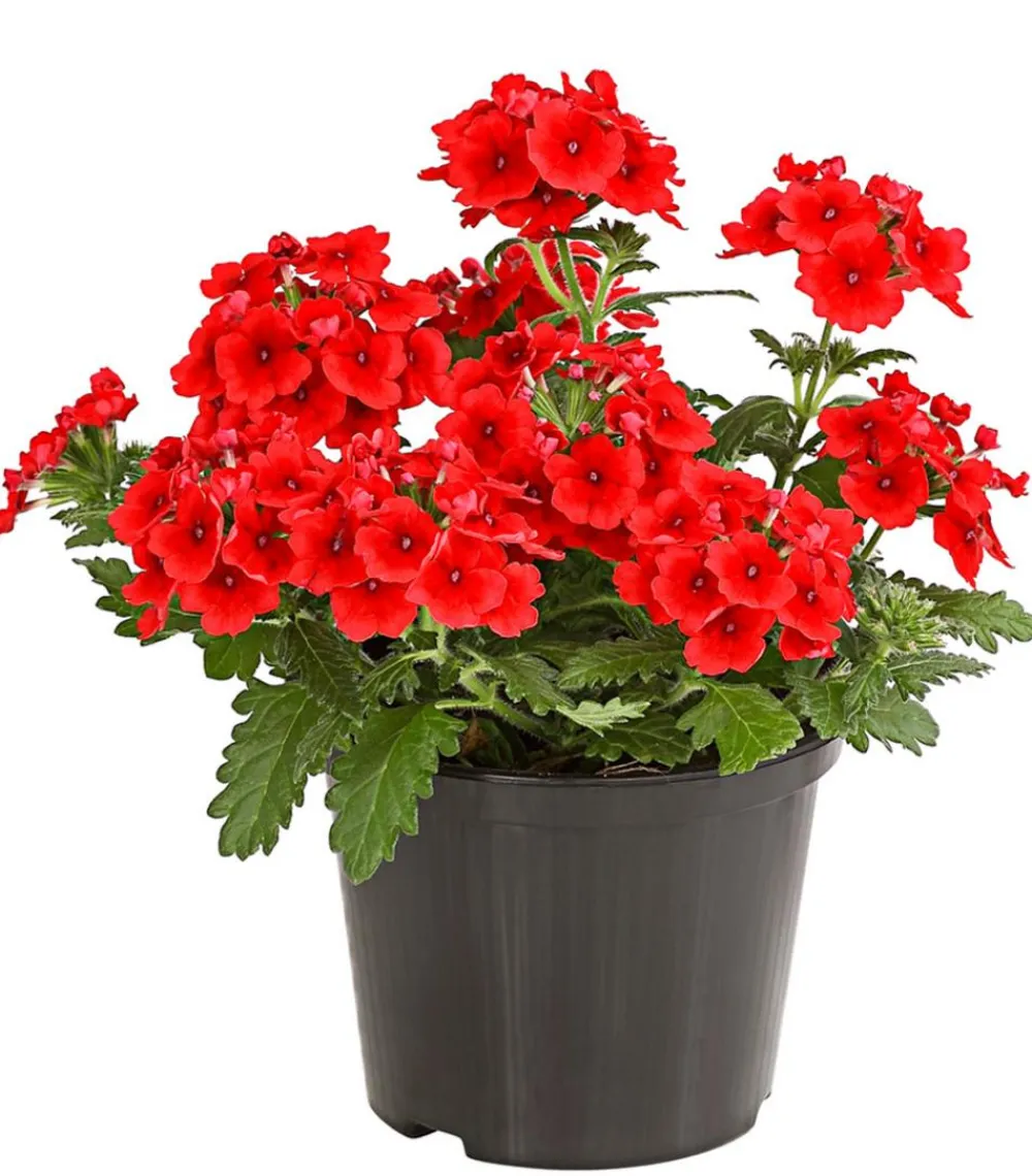Dehner Beet- & Balkonpflanzen-Set Salvia, 6-teilig Hot