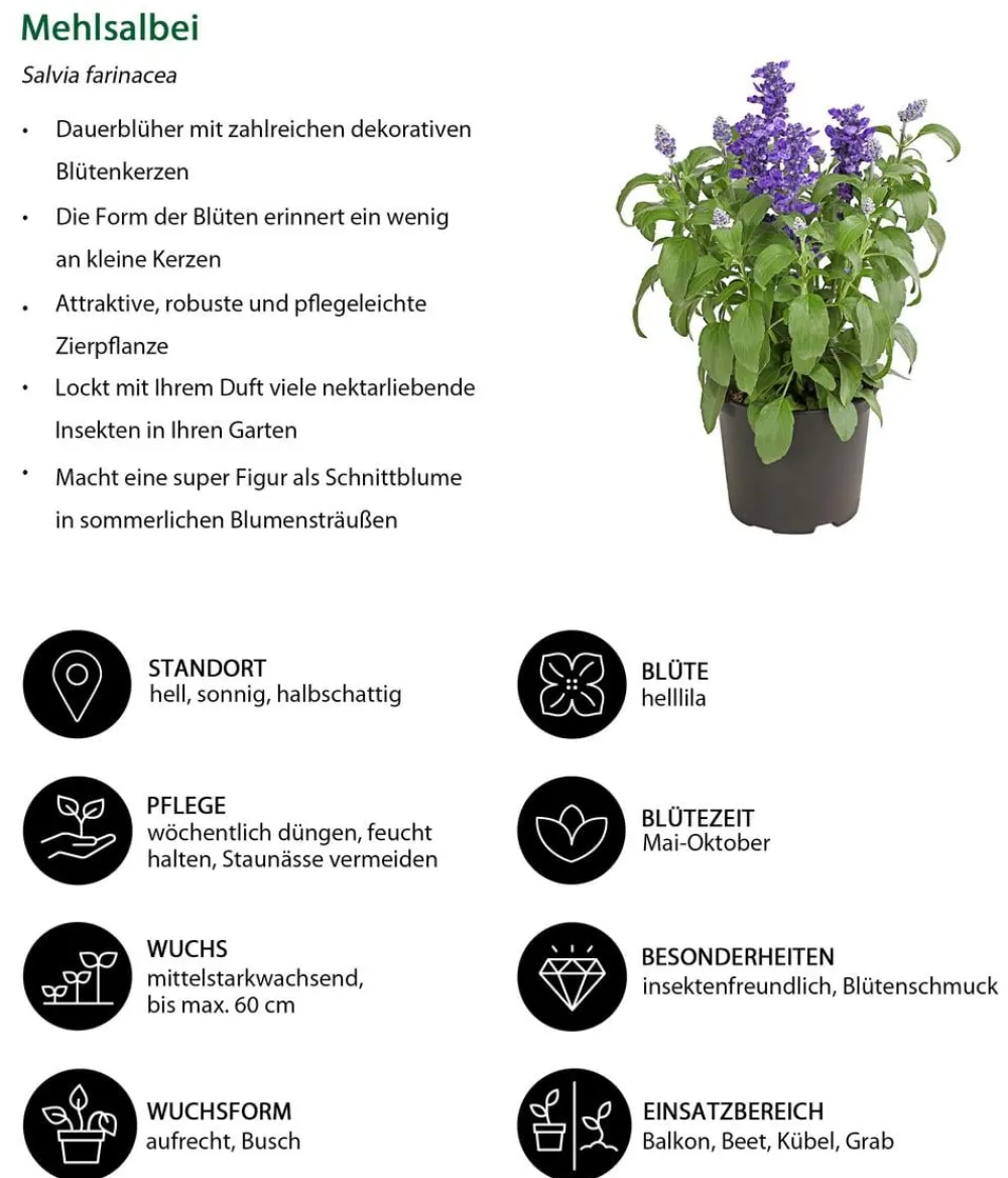 Dehner Beet- & Balkonpflanzen-Set Salvia, 6-teilig Hot