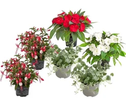 Dehner Balkonpflanzen-Sets|Sommerblumen - Beet- & Balkonpflanzen-Set Schattenbeet, 6-teilig