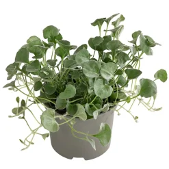Dehner Balkonpflanzen-Sets|Sommerblumen - Beet- & Balkonpflanzen-Set Schattenbeet, 6-teilig