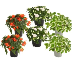 Dehner Balkonpflanzen-Sets|Sommerblumen - Beet- & Balkonpflanzen-Set Schattengarten, 6-teilig
