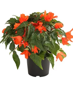 Dehner Balkonpflanzen-Sets|Sommerblumen - Beet- & Balkonpflanzen-Set Schattengarten, 6-teilig