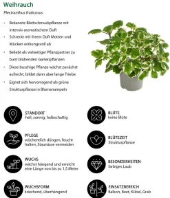 Dehner Balkonpflanzen-Sets|Sommerblumen - Beet- & Balkonpflanzen-Set Schattengarten, 6-teilig