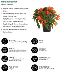 Dehner Balkonpflanzen-Sets|Sommerblumen - Beet- & Balkonpflanzen-Set Schattengarten, 6-teilig