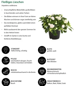 Dehner Balkonpflanzen-Sets|Sommerblumen - Beet- & Balkonpflanzen-Set Schattengarten, 6-teilig