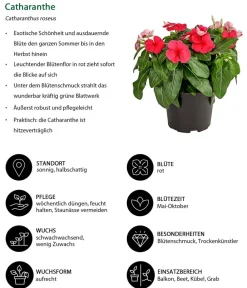 Dehner Balkonpflanzen-Sets|Sommerblumen > Beet- & Balkonpflanzen-Set Sommerliebe, 6-teilig