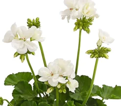 Dehner Balkonpflanzen-Sets|Sommerblumen > Beet- & Balkonpflanzen-Set Sommerliebe, 6-teilig