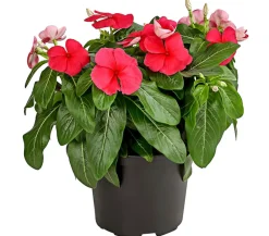 Dehner Balkonpflanzen-Sets|Sommerblumen > Beet- & Balkonpflanzen-Set Sommerliebe, 6-teilig