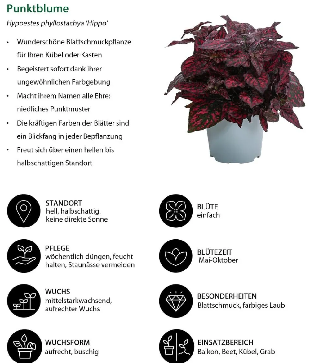 Dehner Beet- & Balkonpflanzen-Set Sommerzauber, 6-teilig Discount