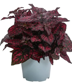 Dehner Beet- & Balkonpflanzen-Set Sommerzauber, 6-teilig Discount