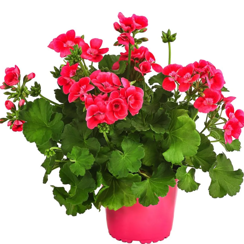 Dehner Beet- & Balkonpflanzen-Set Sommerzauber, 6-teilig Discount