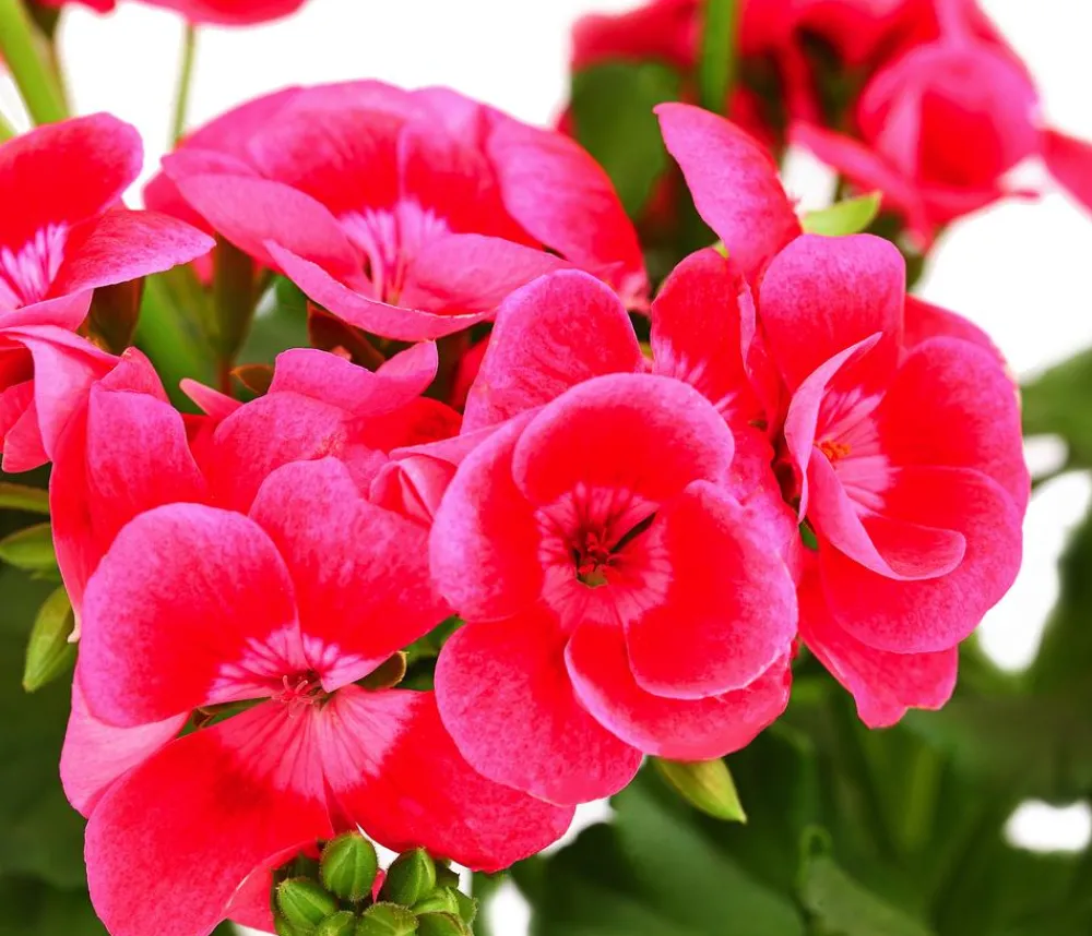 Dehner Beet- & Balkonpflanzen-Set Sommerzauber, 6-teilig Discount