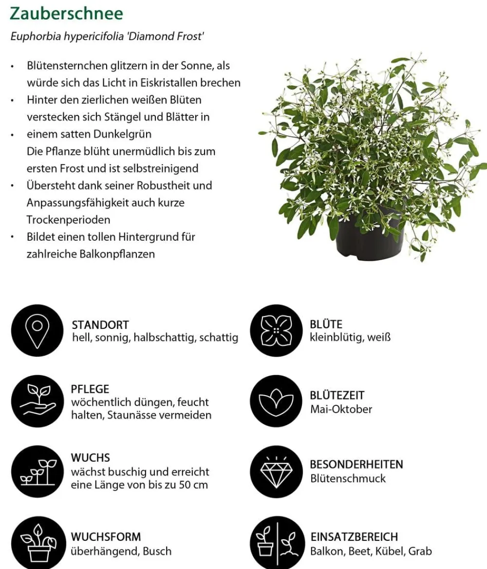 Dehner Beet- & Balkonpflanzen-Set Sommerzauber, 6-teilig Discount