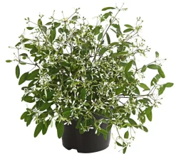 Dehner Beet- & Balkonpflanzen-Set Sommerzauber, 6-teilig Discount