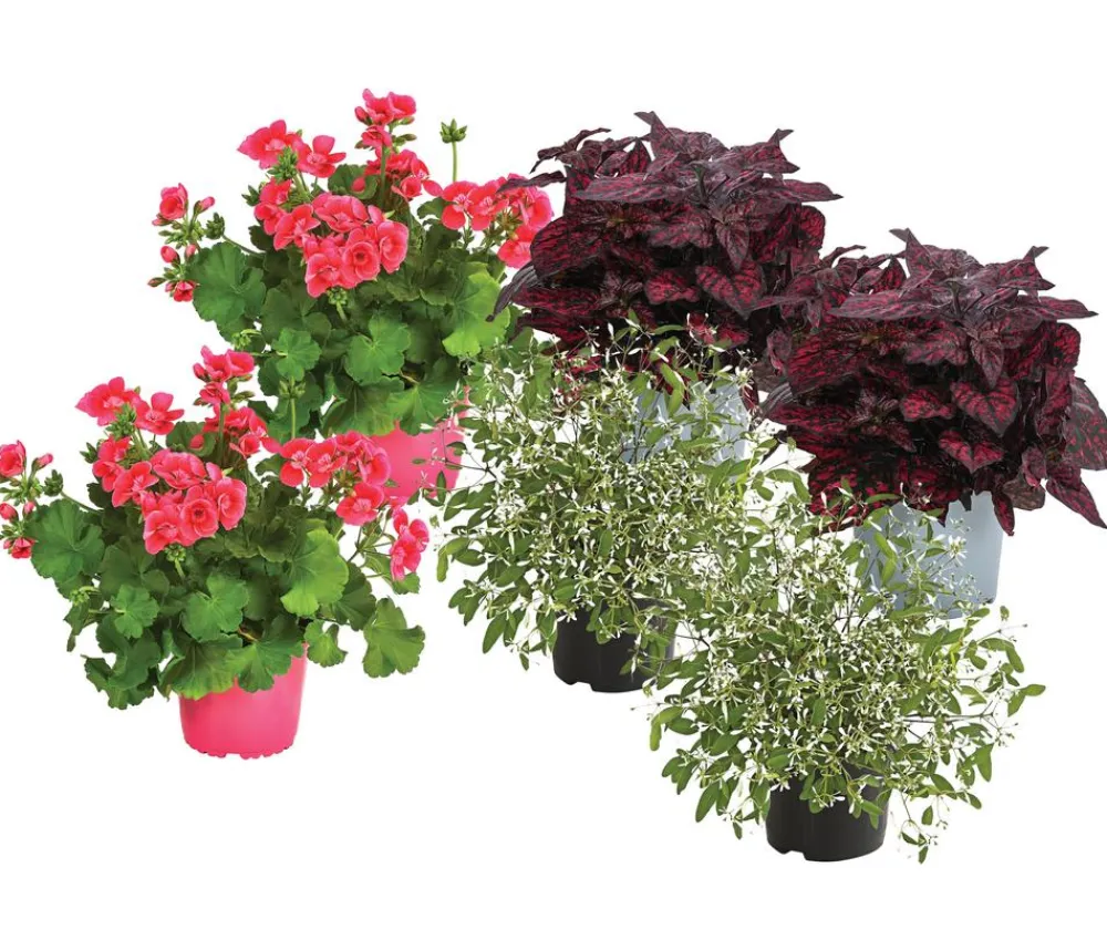 Dehner Beet- & Balkonpflanzen-Set Sommerzauber, 6-teilig Discount