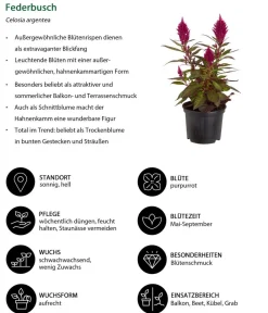 Dehner Balkonpflanzen-Sets|Sommerblumen - Beet- & Balkonpflanzen-Set Sommerpurpur, 6-teilig