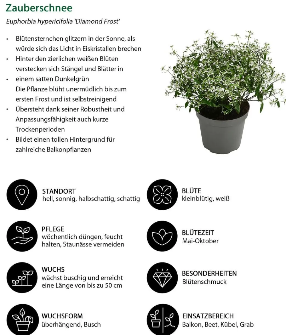 Dehner Balkonpflanzen-Sets|Sommerblumen > Beet- & Balkonpflanzen-Set Sonnenuntergang, 6-teilig