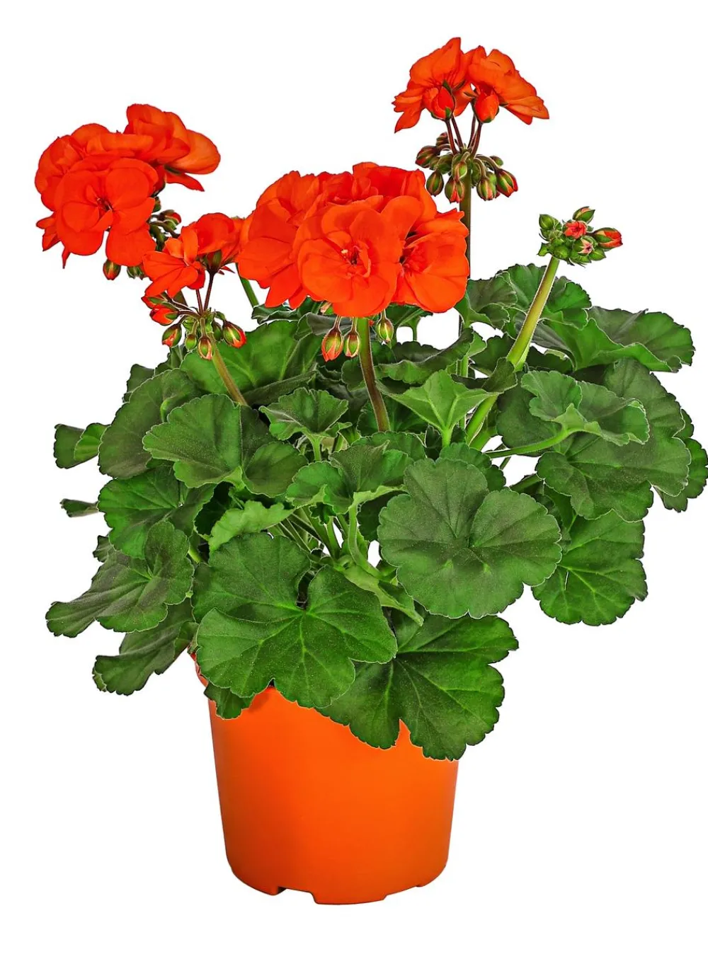 Dehner Balkonpflanzen-Sets|Sommerblumen > Beet- & Balkonpflanzen-Set Sonnenuntergang, 6-teilig