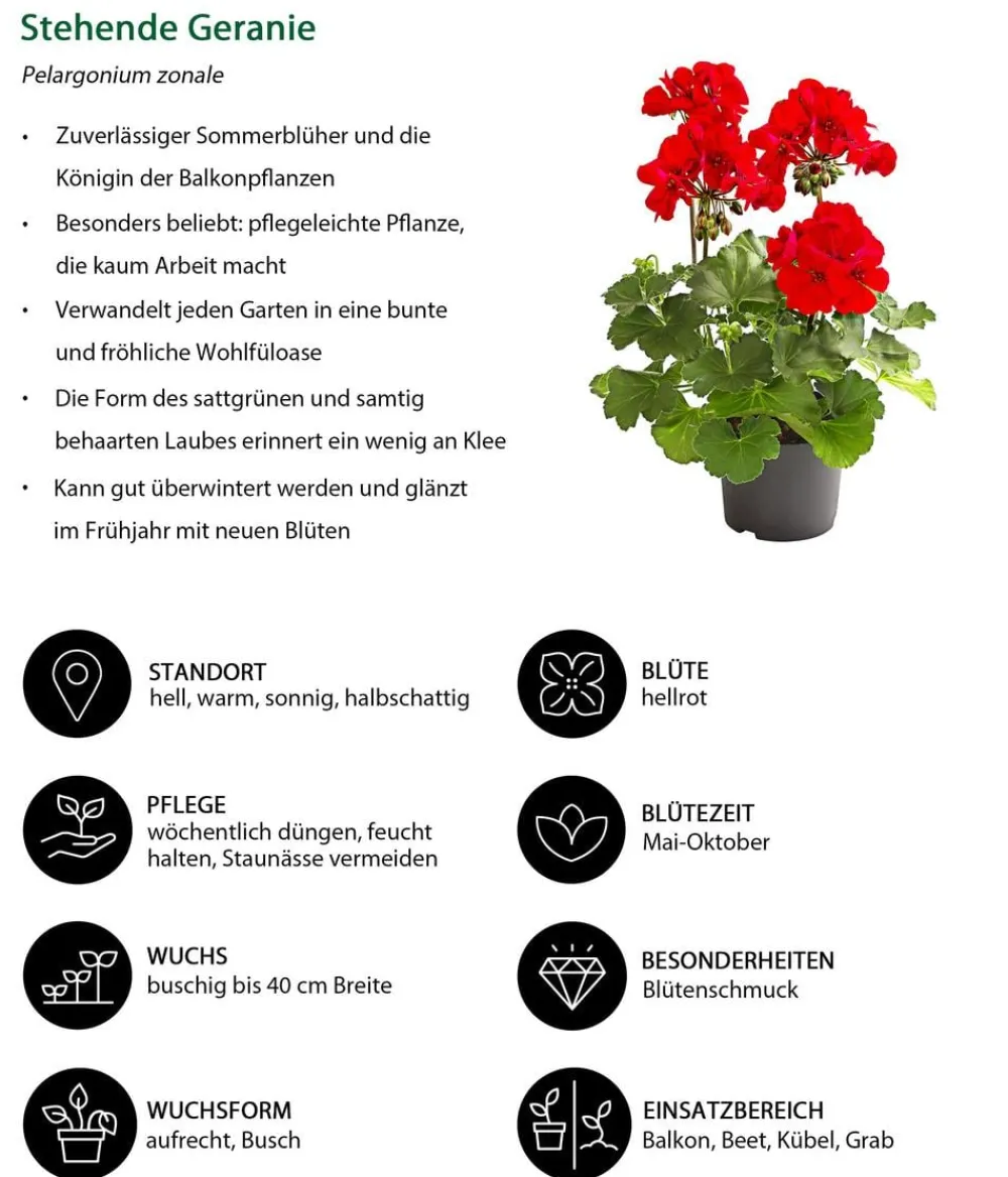 Dehner Balkonpflanzen-Sets|Sommerblumen > Beet- & Balkonpflanzen-Set Sonnenuntergang, 6-teilig