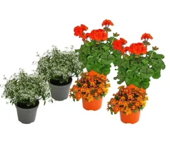 Dehner Balkonpflanzen-Sets|Sommerblumen > Beet- & Balkonpflanzen-Set Sonnenuntergang, 6-teilig