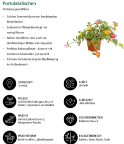 Dehner Balkonpflanzen-Sets|Sommerblumen > Beet- & Balkonpflanzen-Set Sonnenanbeter