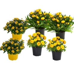 Dehner Balkonpflanzen-Sets|Sommerblumen > Beet- & Balkonpflanzen-Set Sonnenkuss, 6-teilig