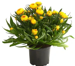 Dehner Balkonpflanzen-Sets|Sommerblumen > Beet- & Balkonpflanzen-Set Sonnenkuss, 6-teilig