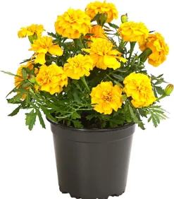 Dehner Balkonpflanzen-Sets|Sommerblumen > Beet- & Balkonpflanzen-Set Sonnenkuss, 6-teilig