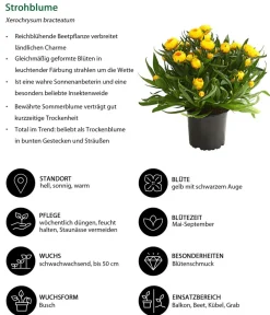 Dehner Balkonpflanzen-Sets|Sommerblumen > Beet- & Balkonpflanzen-Set Sonnenkuss, 6-teilig