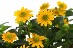 Dehner Balkonpflanzen-Sets|Sommerblumen > Beet- & Balkonpflanzen-Set Sonnenkuss, 6-teilig