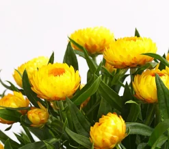 Dehner Balkonpflanzen-Sets|Sommerblumen > Beet- & Balkonpflanzen-Set Sonnenkuss, 6-teilig