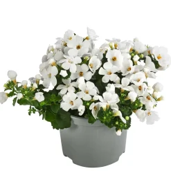 Dehner Balkonpflanzen-Sets|Hängende Sommerblüher - Beet- & Balkonpflanzen-Set Sonnengruß, 6-teilig