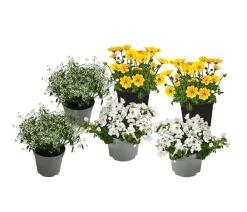 Dehner Balkonpflanzen-Sets|Hängende Sommerblüher - Beet- & Balkonpflanzen-Set Sonnengruß, 6-teilig