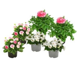 Dehner Balkonpflanzen-Sets - Beet- & Balkonpflanzen-Set Traum in , 6-teilig