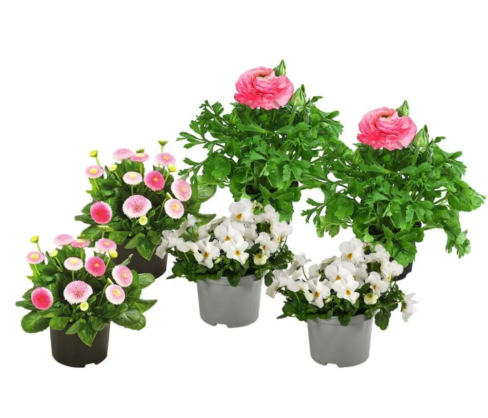 Dehner Balkonpflanzen-Sets - Beet- & Balkonpflanzen-Set Traum in , 6-teilig