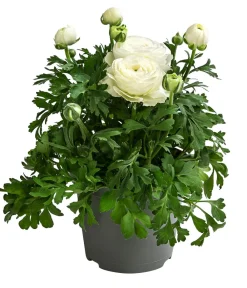 Dehner Balkonpflanzen-Sets - Beet- & Balkonpflanzen-Set er Frühling, 6-teilig Weiß