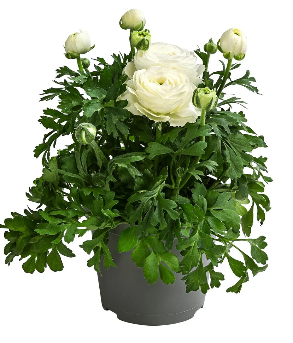 Dehner Balkonpflanzen-Sets - Beet- & Balkonpflanzen-Set er Frühling, 6-teilig Weiß