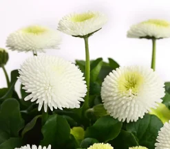 Dehner Balkonpflanzen-Sets - Beet- & Balkonpflanzen-Set er Frühling, 6-teilig Weiß