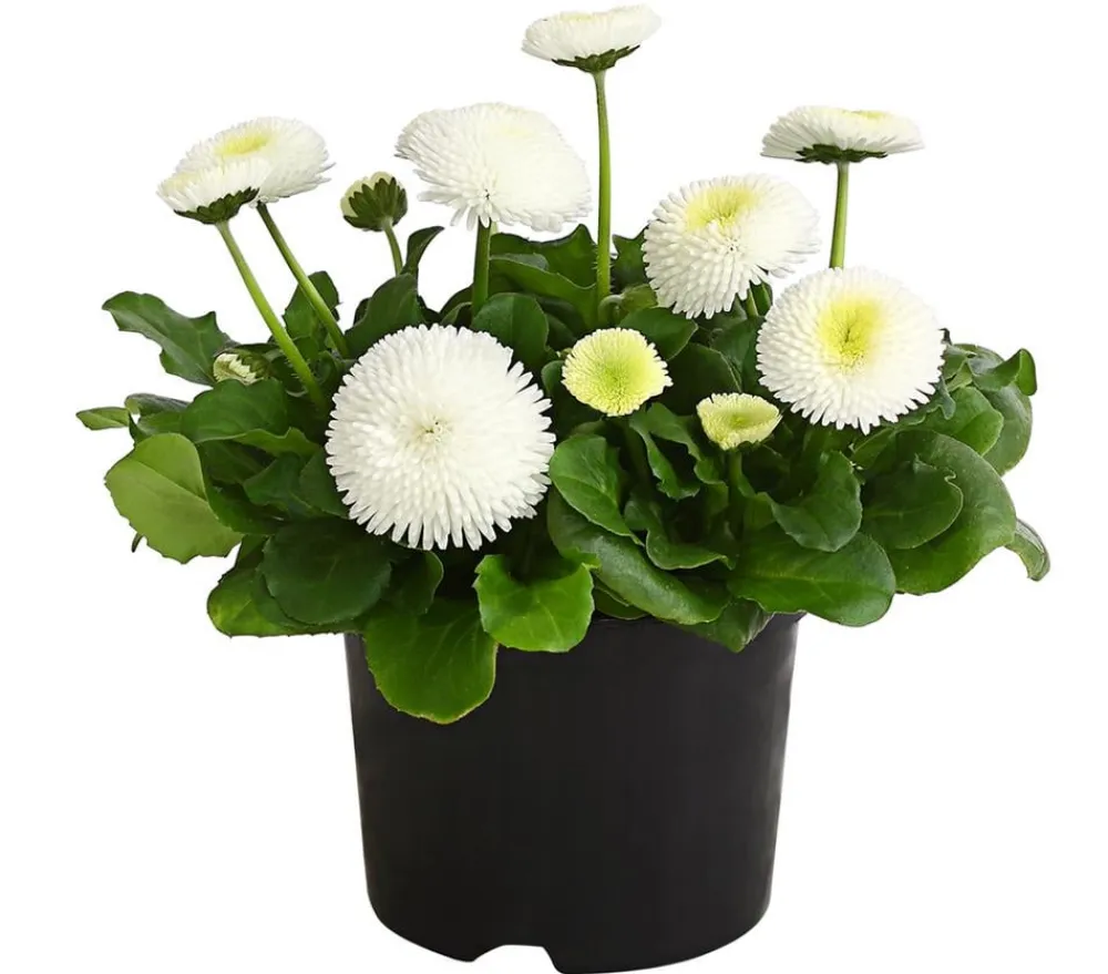Dehner Balkonpflanzen-Sets - Beet- & Balkonpflanzen-Set er Frühling, 6-teilig Weiß