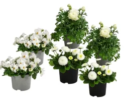 Dehner Balkonpflanzen-Sets - Beet- & Balkonpflanzen-Set er Frühling, 6-teilig Weiß