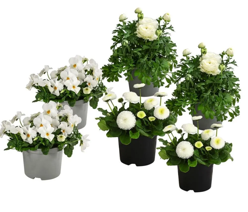 Dehner Balkonpflanzen-Sets - Beet- & Balkonpflanzen-Set er Frühling, 6-teilig Weiß