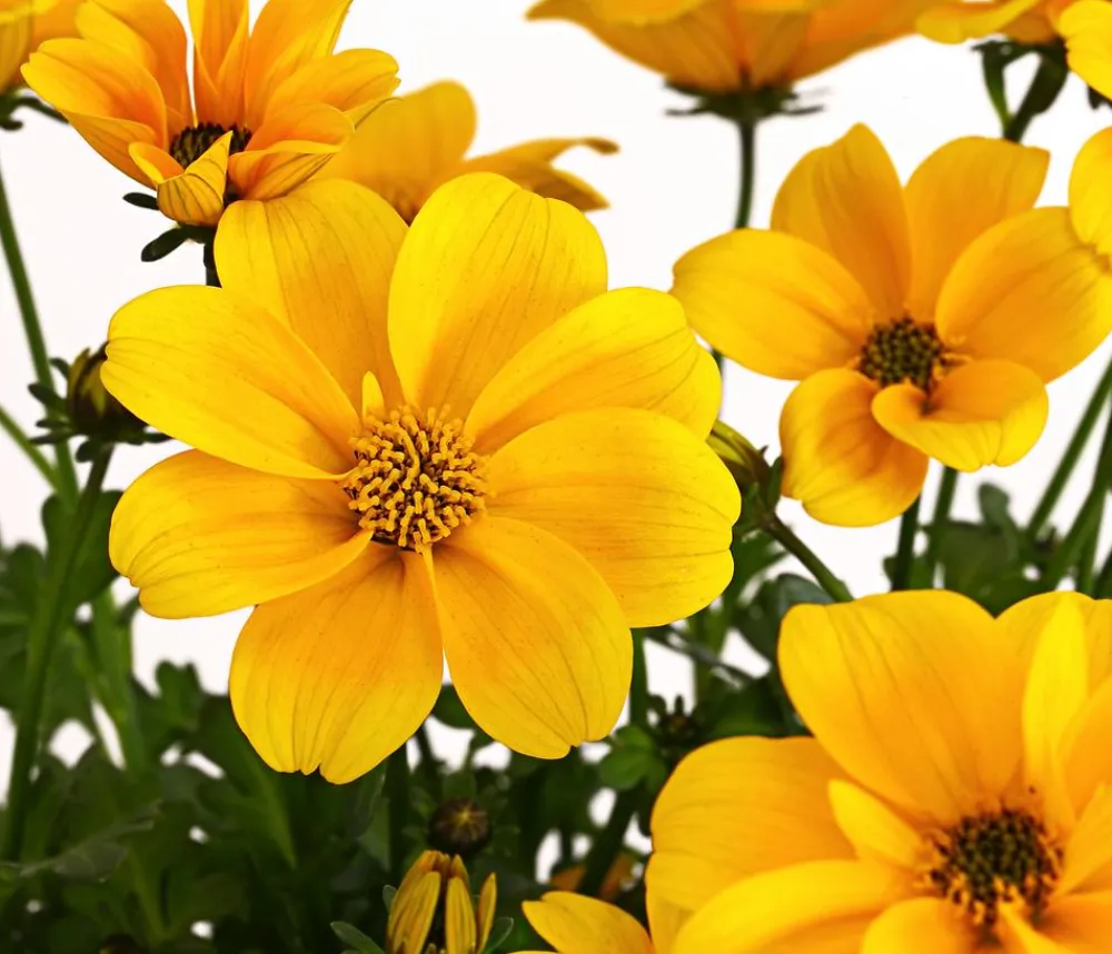 Dehner Balkonpflanzen-Sets|Sommerblumen > Beet- & Balkonpflanzen-Set Zitronen, 6-teilig