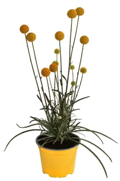 Dehner Balkonpflanzen-Sets|Sommerblumen > Beet- & Balkonpflanzen-Set Zitronen, 6-teilig